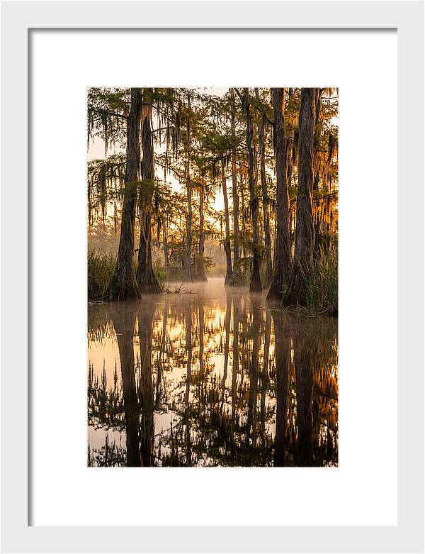 Misty Cypress Reflections