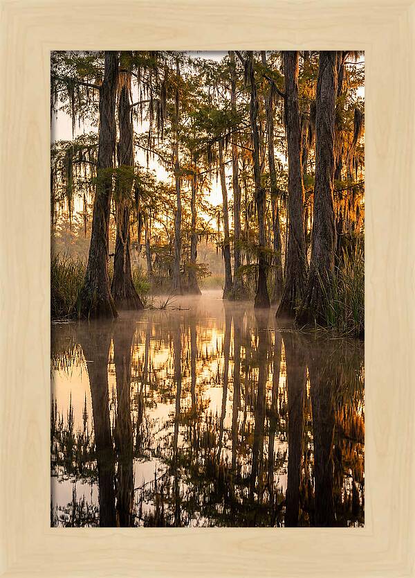 Misty Cypress Reflections
