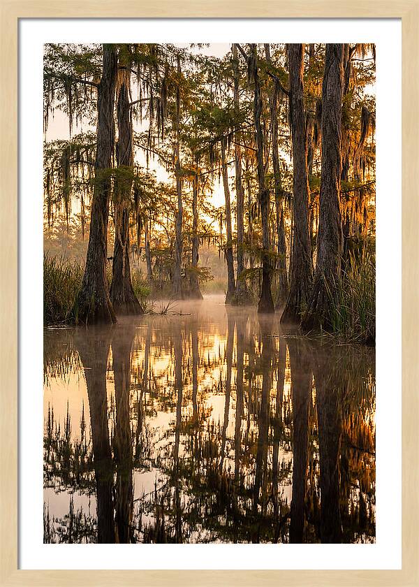 Misty Cypress Reflections