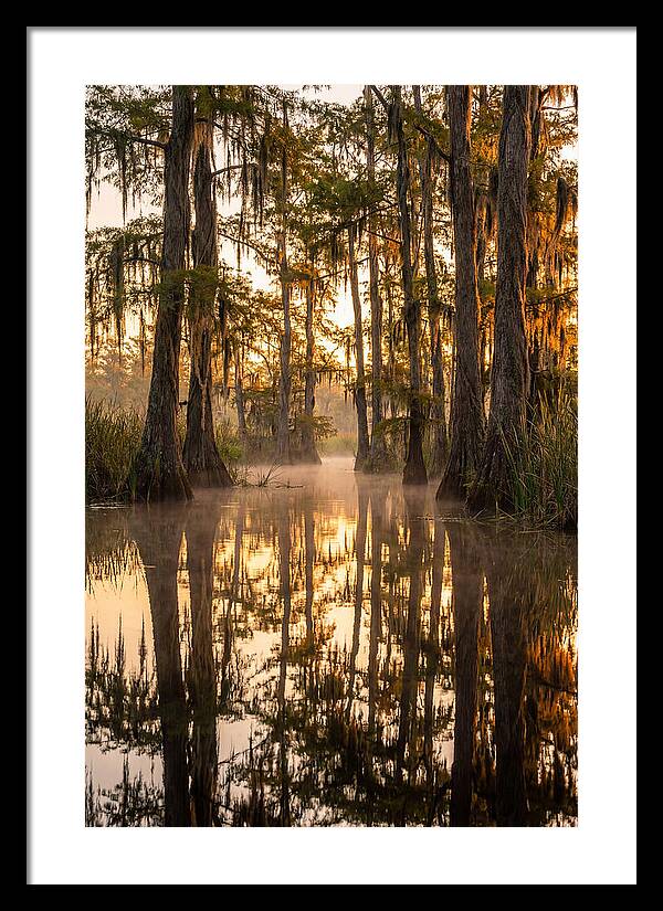 Misty Cypress Reflections
