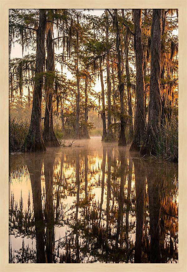 Misty Cypress Reflections