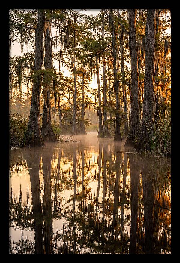 Misty Cypress Reflections