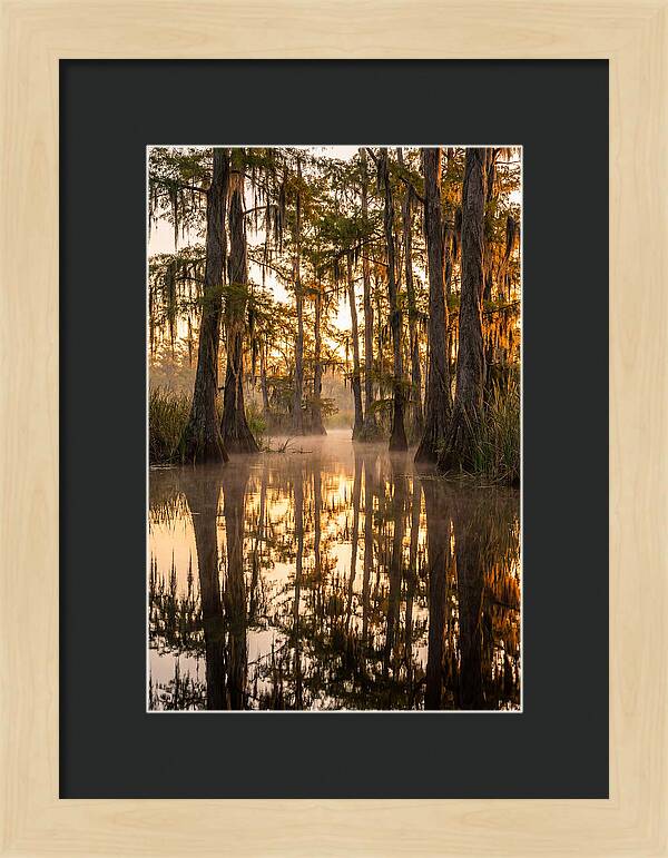 Misty Cypress Reflections