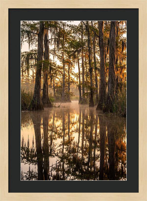 Misty Cypress Reflections