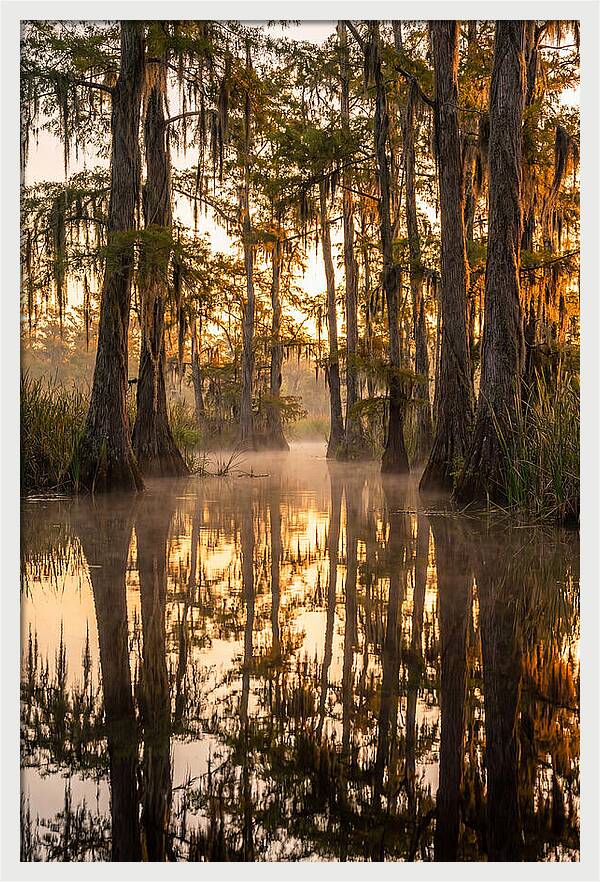 Misty Cypress Reflections