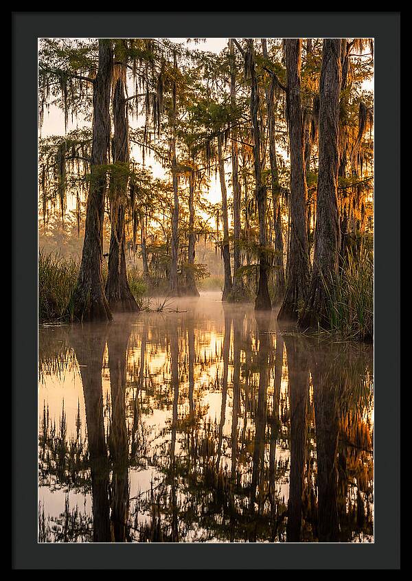 Misty Cypress Reflections