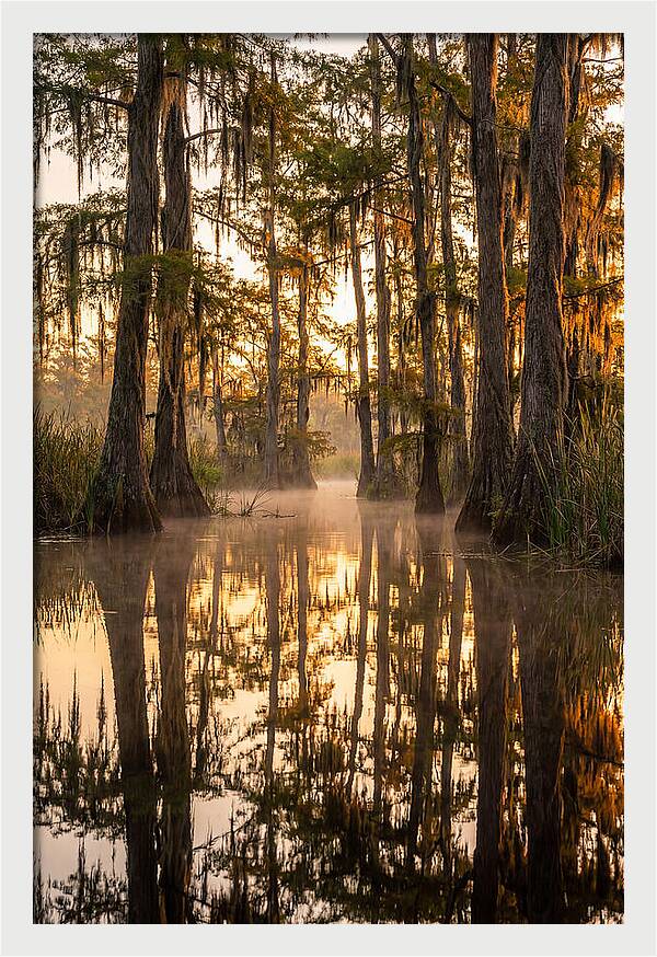 Misty Cypress Reflections