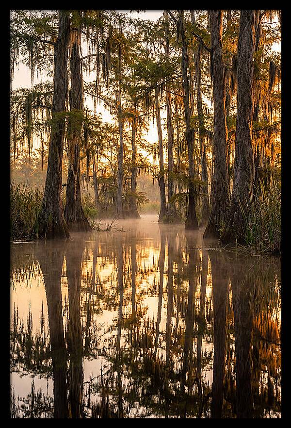 Misty Cypress Reflections