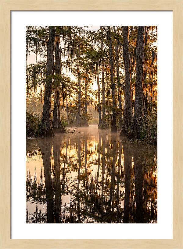 Misty Cypress Reflections