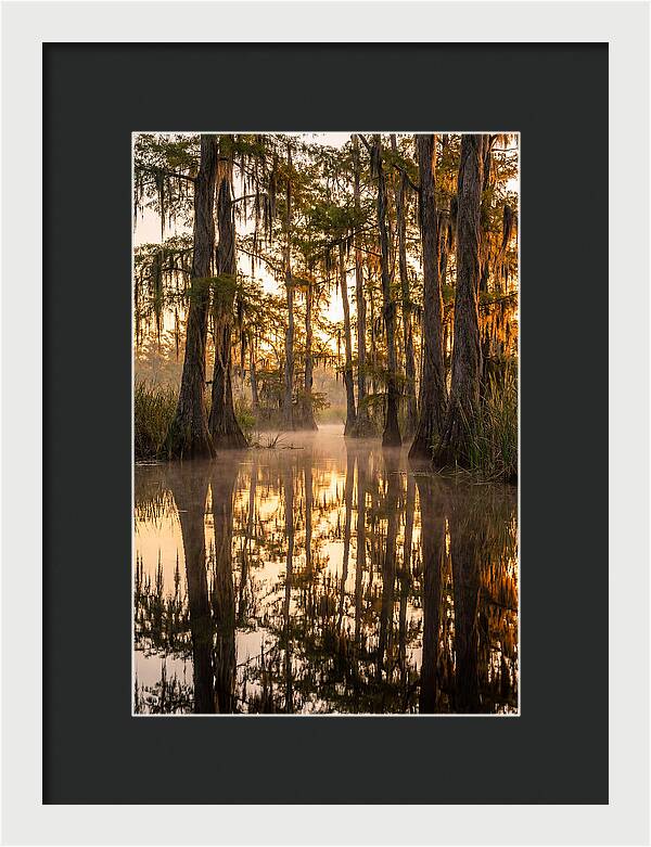 Misty Cypress Reflections