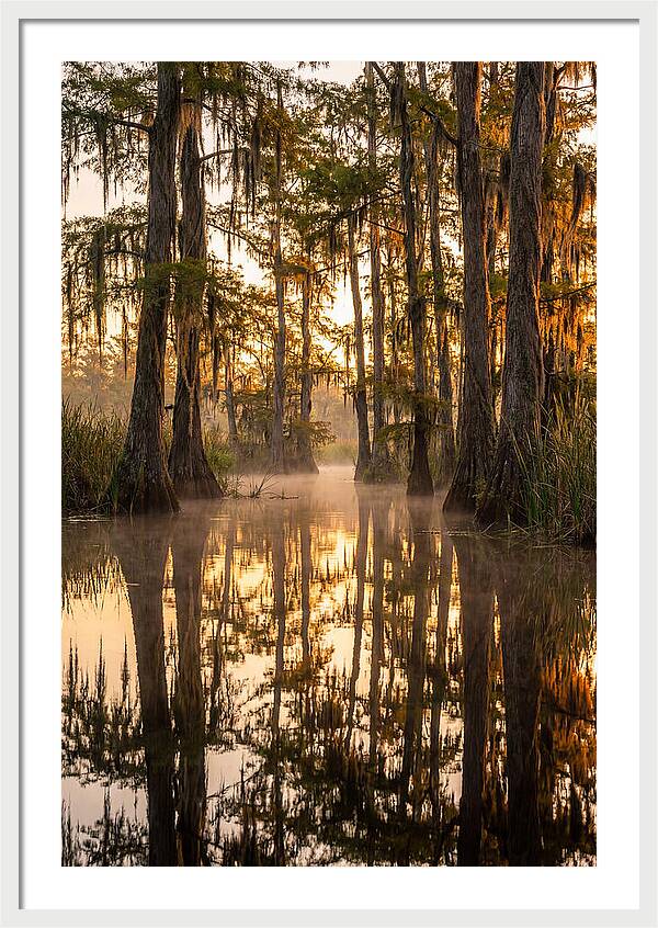 Misty Cypress Reflections