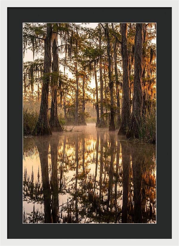 Misty Cypress Reflections