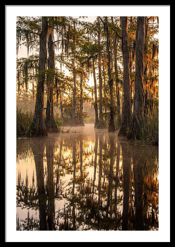 Misty Cypress Reflections