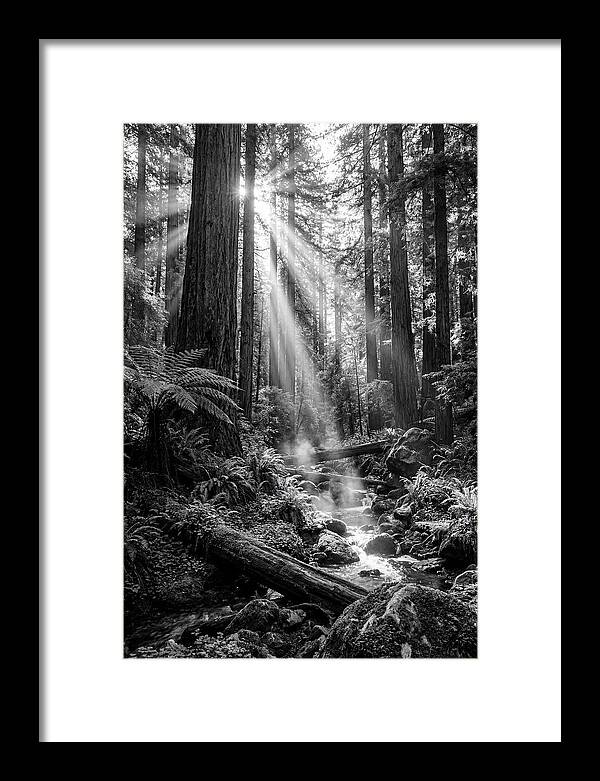 Misty Light Through The Forest