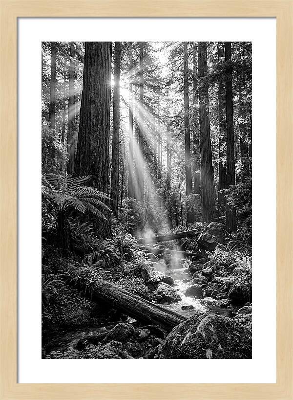 Misty Light Through The Forest