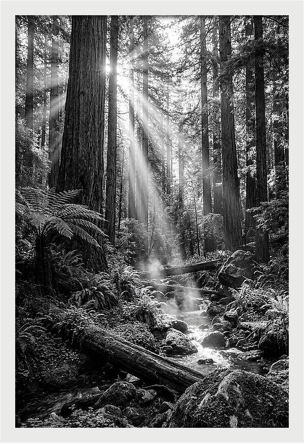 Misty Light Through The Forest