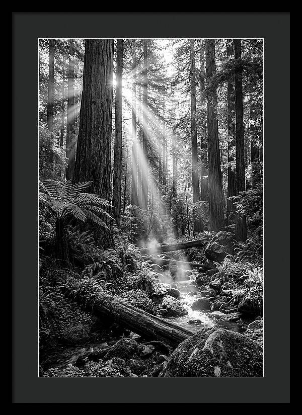 Misty Light Through The Forest