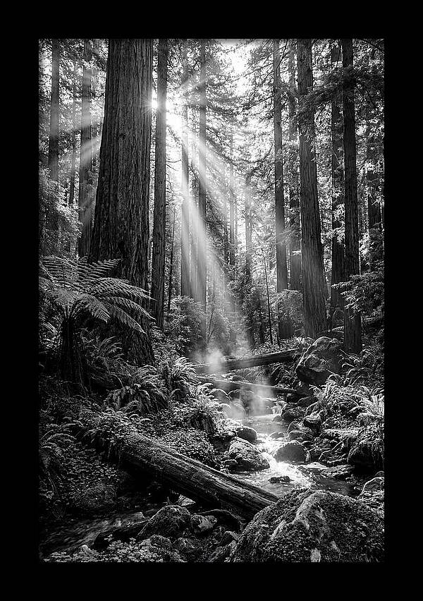 Misty Light Through The Forest