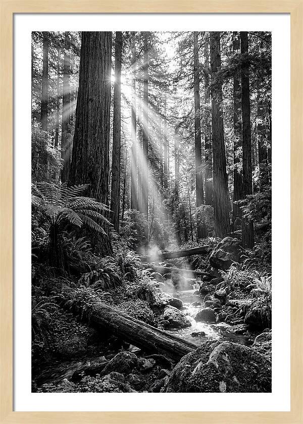 Misty Light Through The Forest