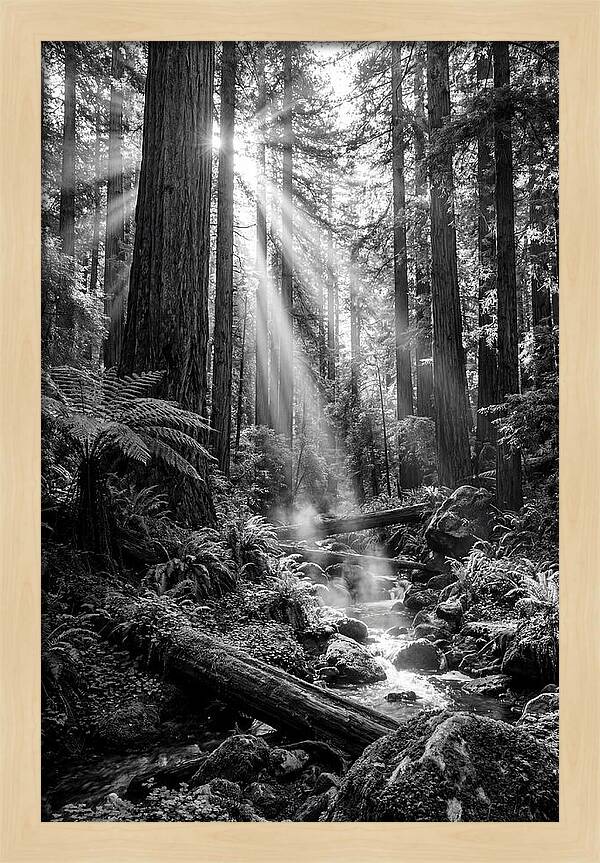 Misty Light Through The Forest