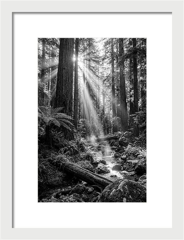 Misty Light Through The Forest