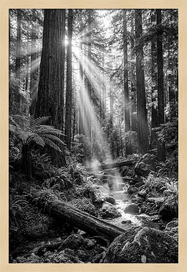 Misty Light Through The Forest
