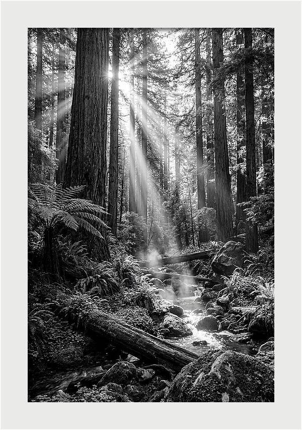 Misty Light Through The Forest