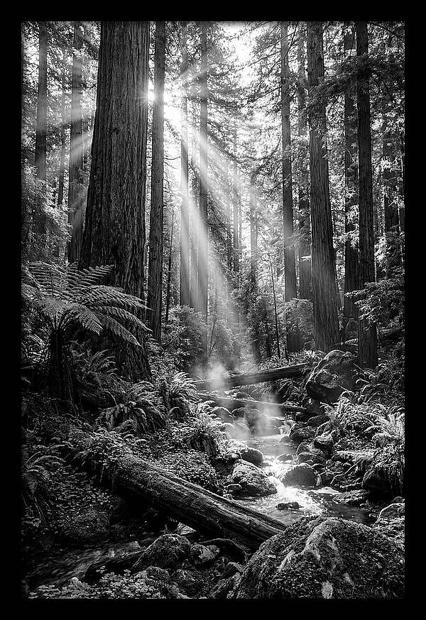 Misty Light Through The Forest