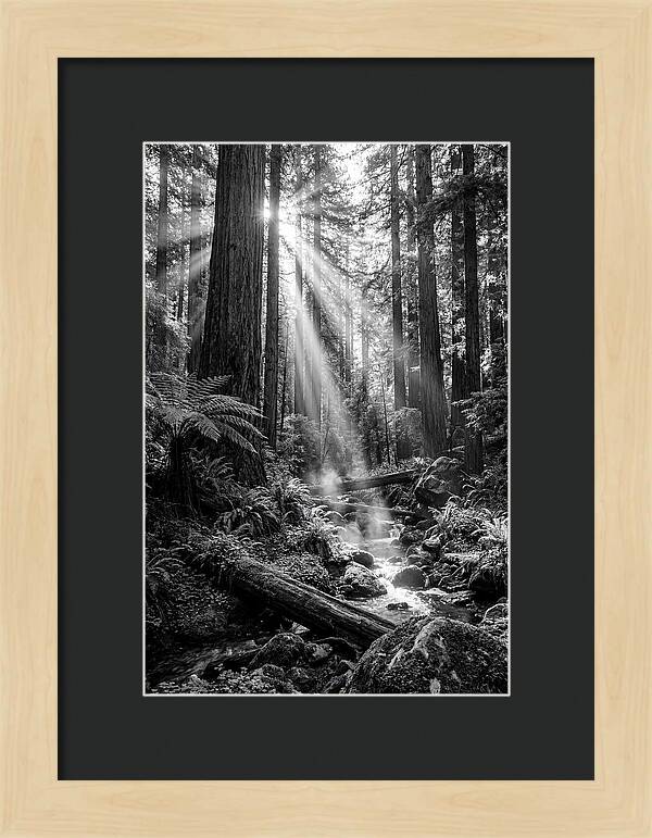 Misty Light Through The Forest