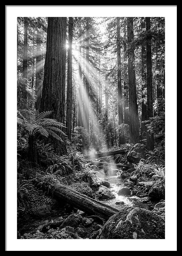 Misty Light Through The Forest