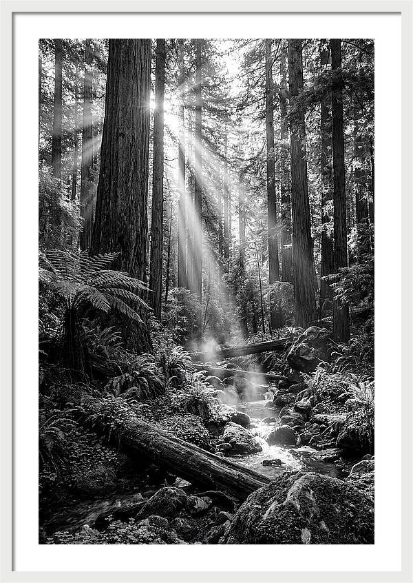 Misty Light Through The Forest