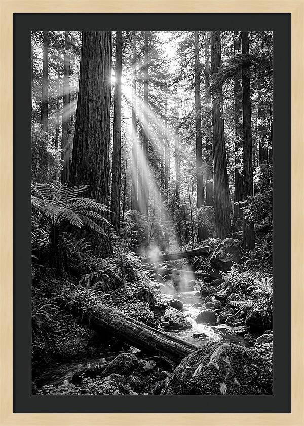 Misty Light Through The Forest