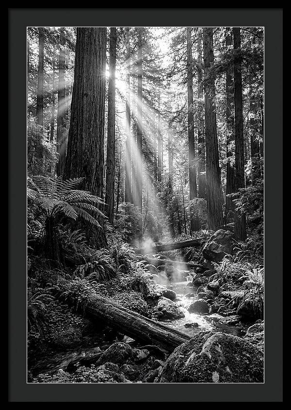 Misty Light Through The Forest