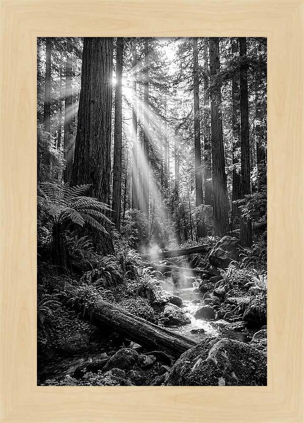 Misty Light Through The Forest