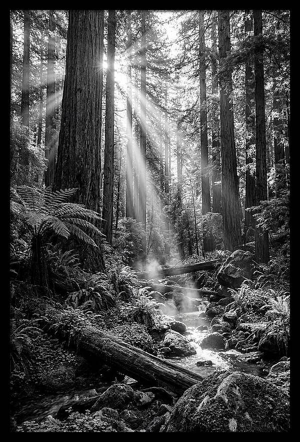 Misty Light Through The Forest