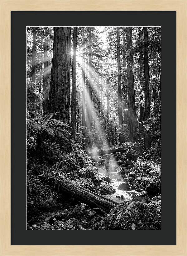 Misty Light Through The Forest