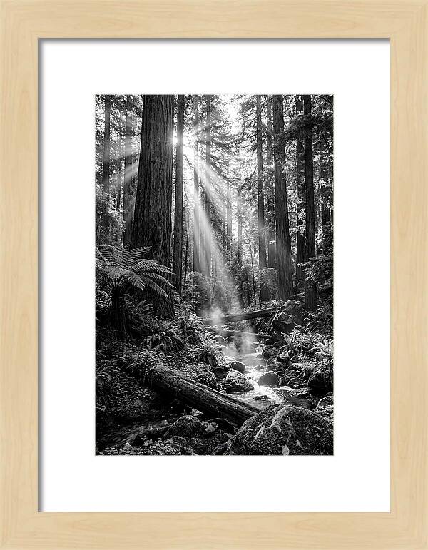 Misty Light Through The Forest