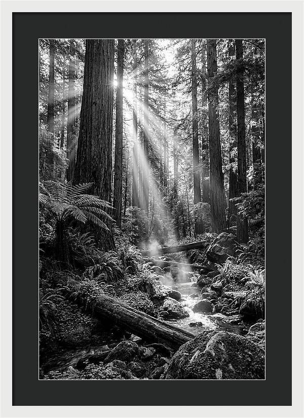 Misty Light Through The Forest
