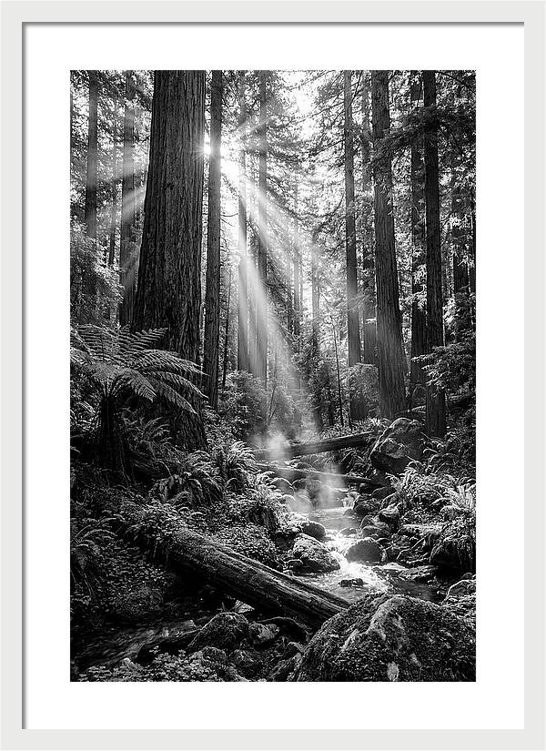 Misty Light Through The Forest