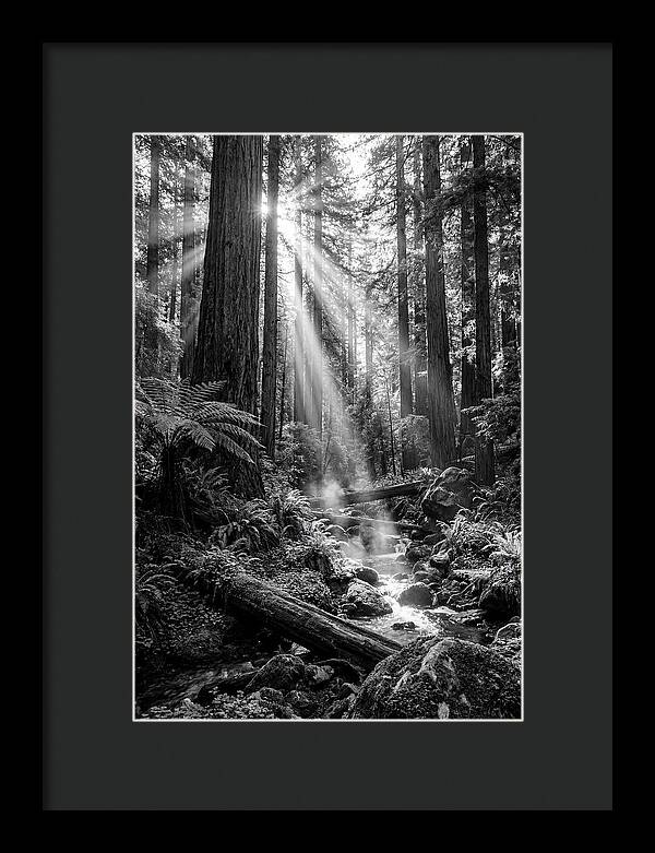 Misty Light Through The Forest