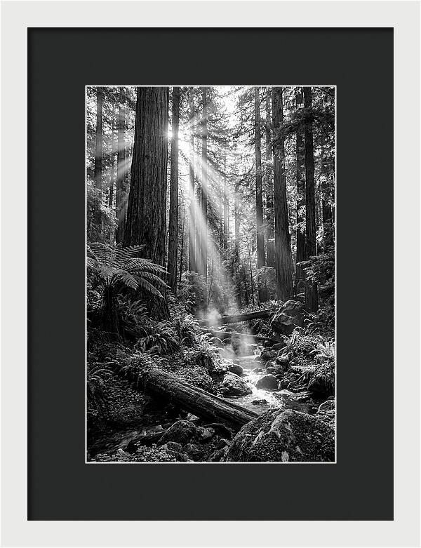 Misty Light Through The Forest