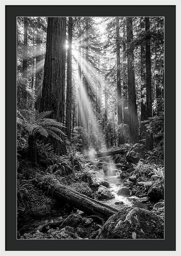 Misty Light Through The Forest