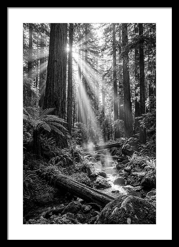 Misty Light Through The Forest