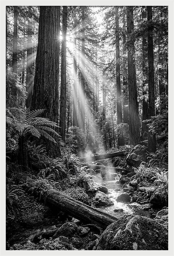Misty Light Through The Forest