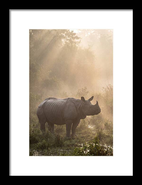 Misty Morning Encounter