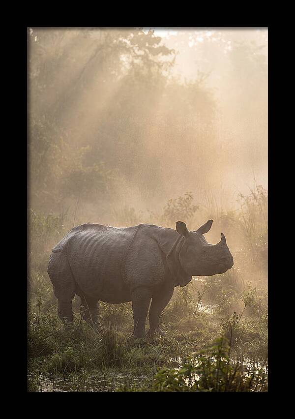 Misty Morning Encounter