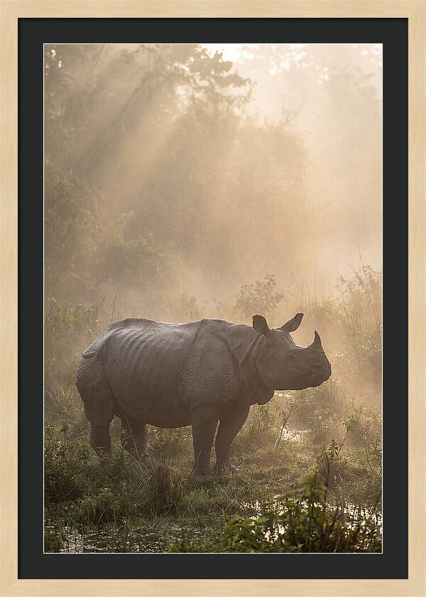 Misty Morning Encounter