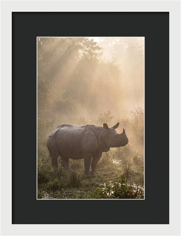 Misty Morning Encounter
