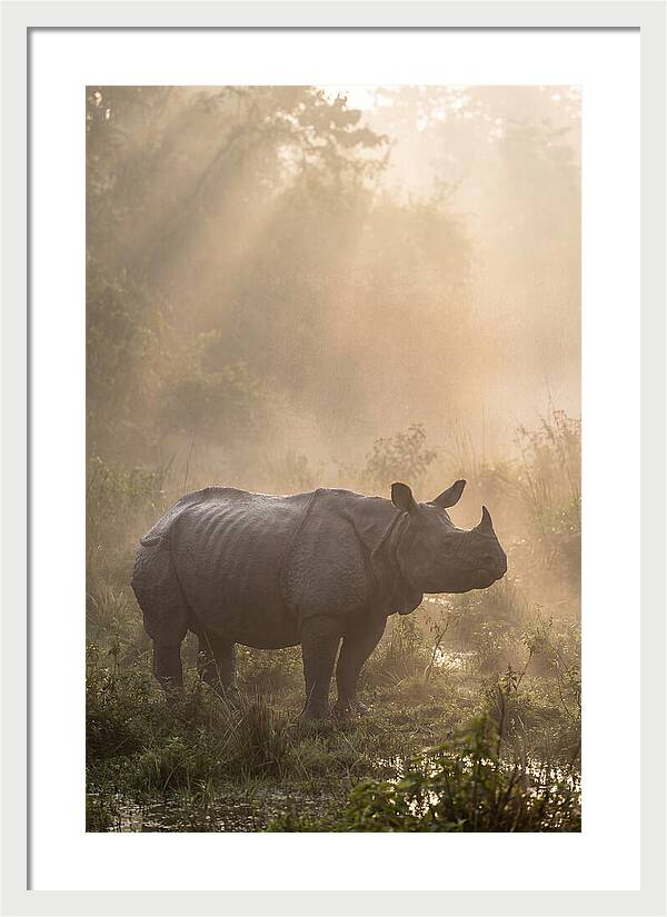 Misty Morning Encounter