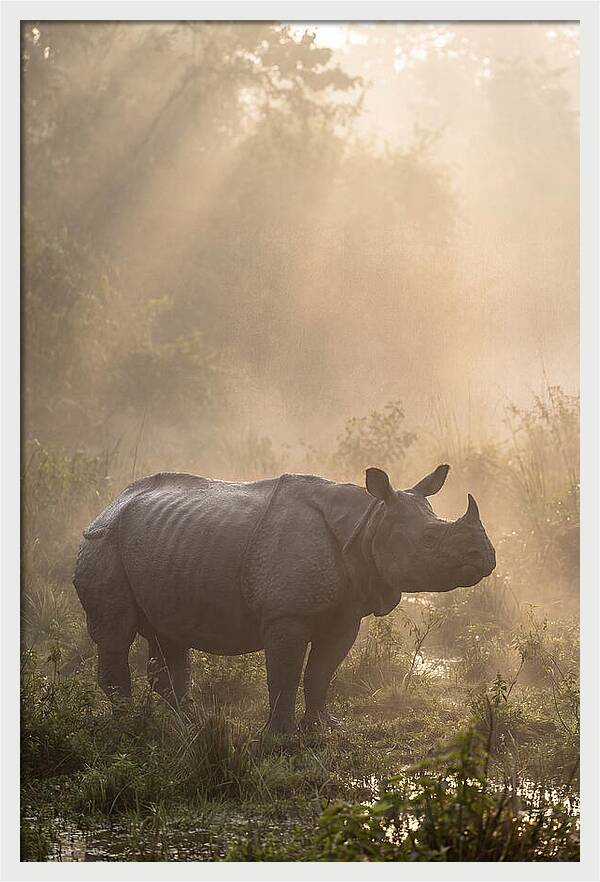 Misty Morning Encounter